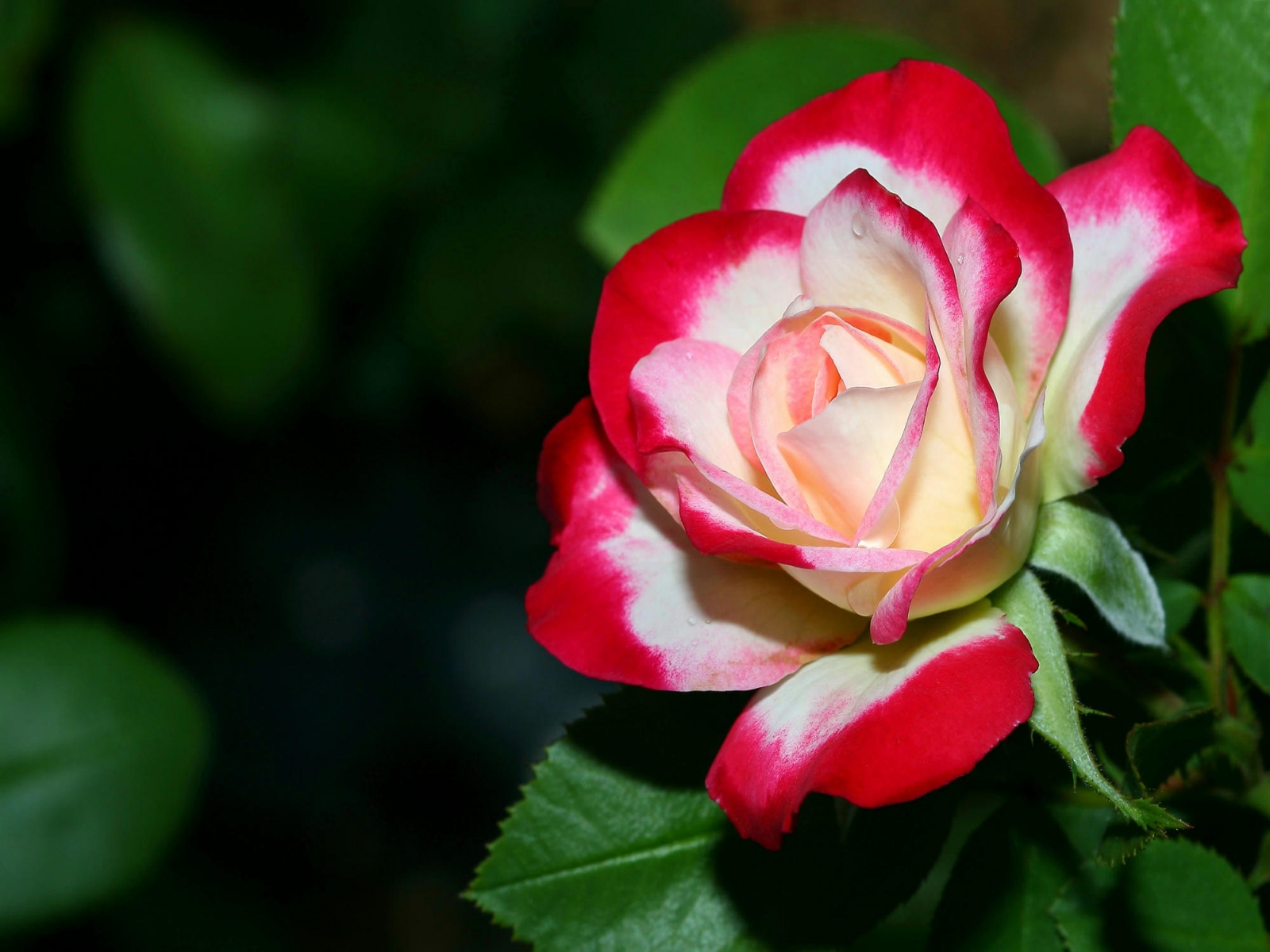 Rose (11).jpg
