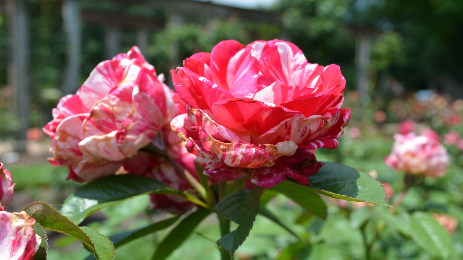Rose (128).jpg