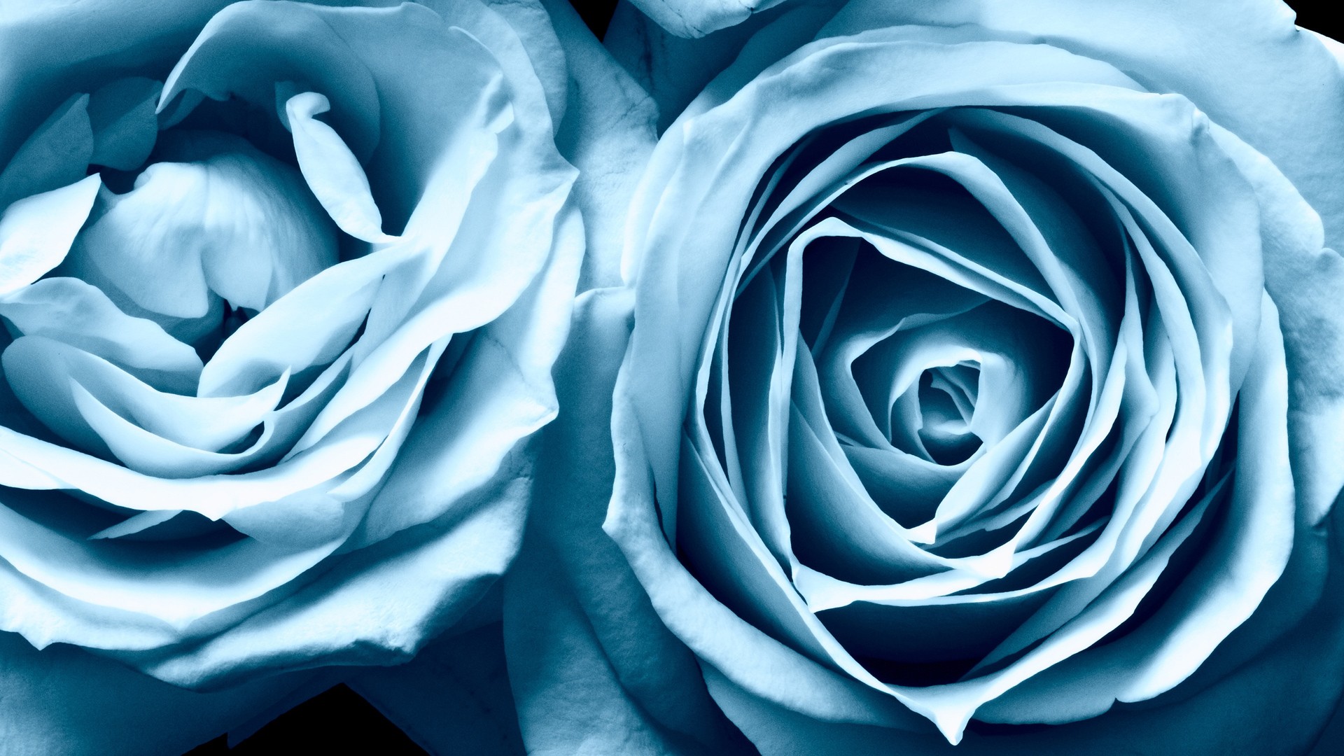 Rose (130).jpg