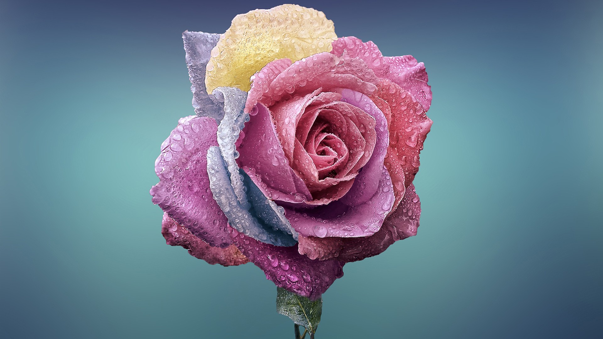 Rose (139).jpg
