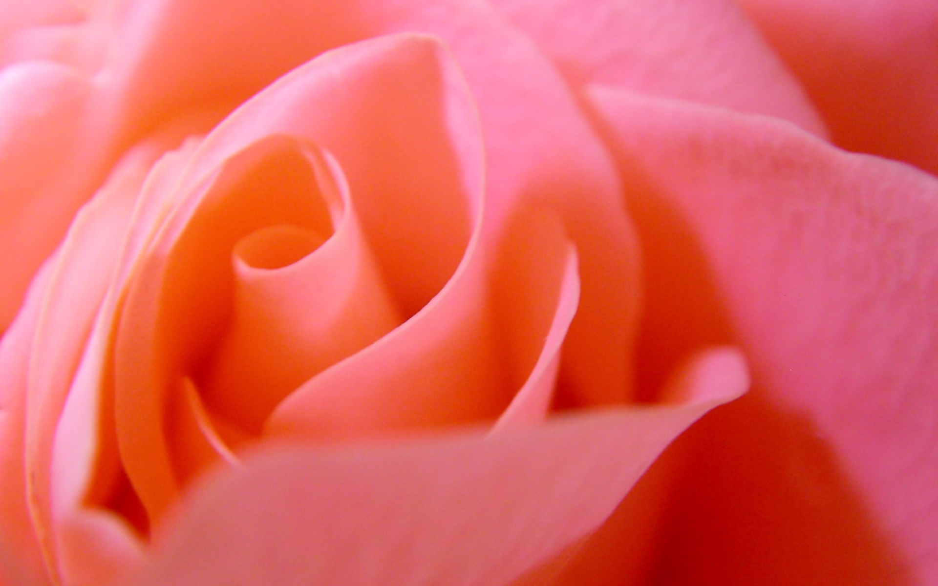 Rose (14).jpg