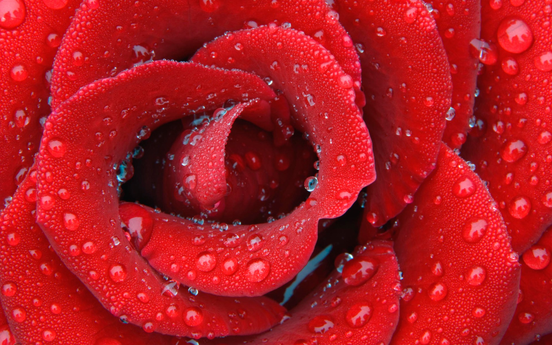 Rose (145).jpg