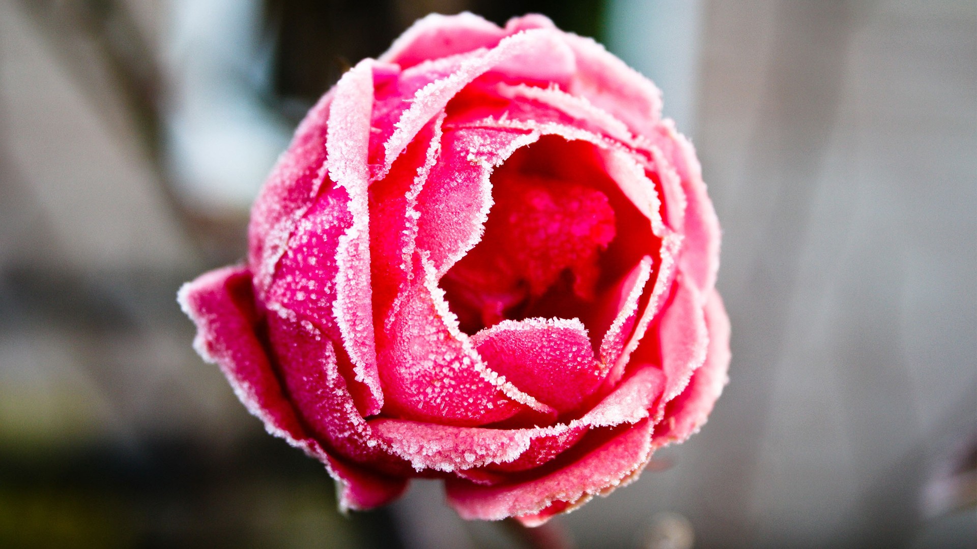 Rose (157).jpg
