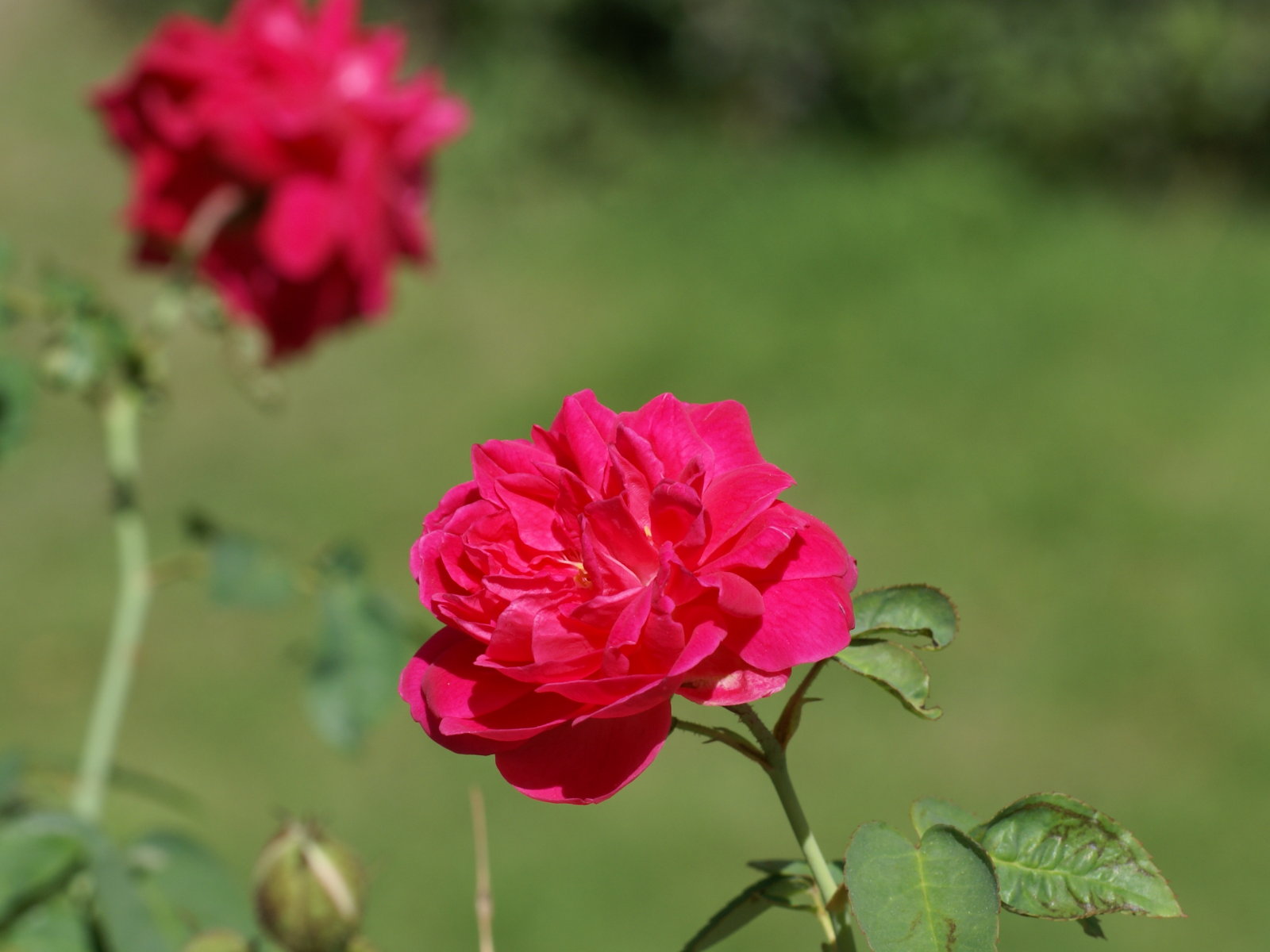 Rose (159).jpg