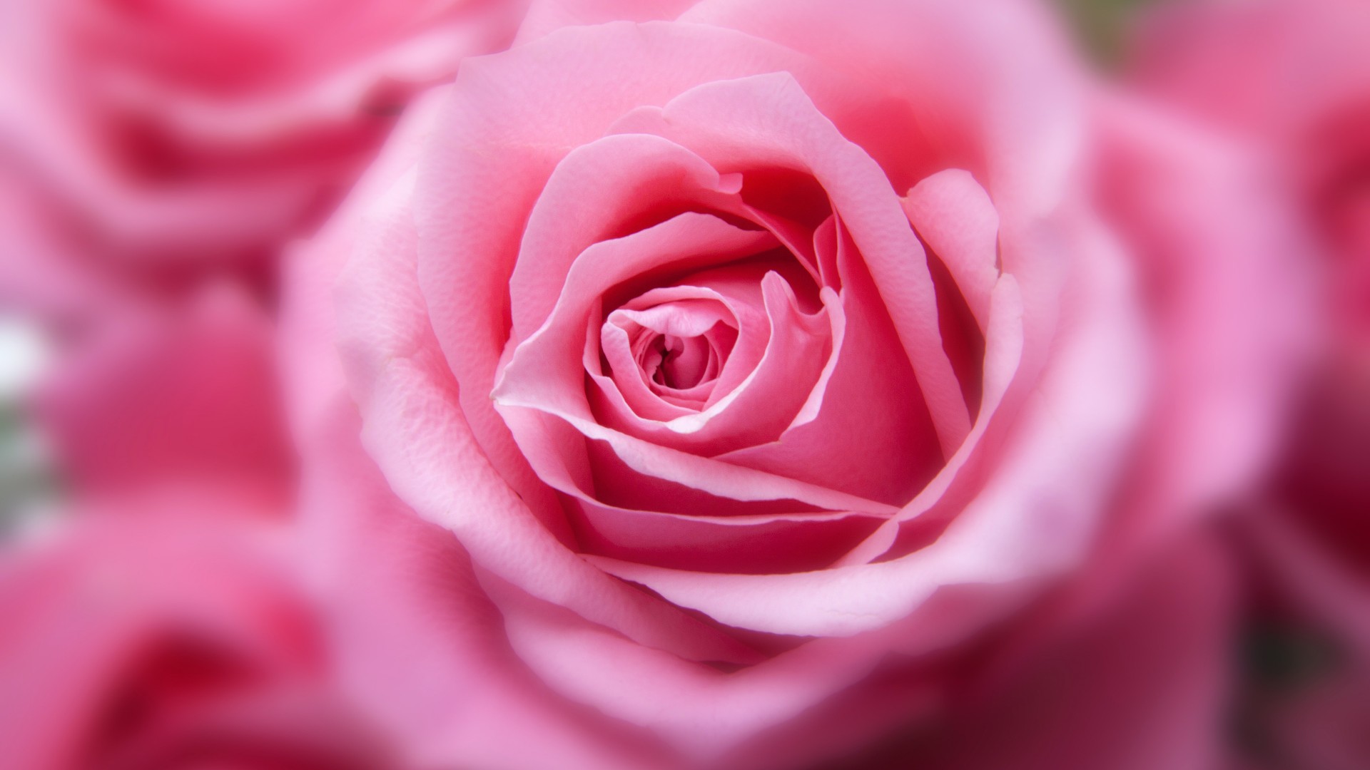 Rose (175).jpg
