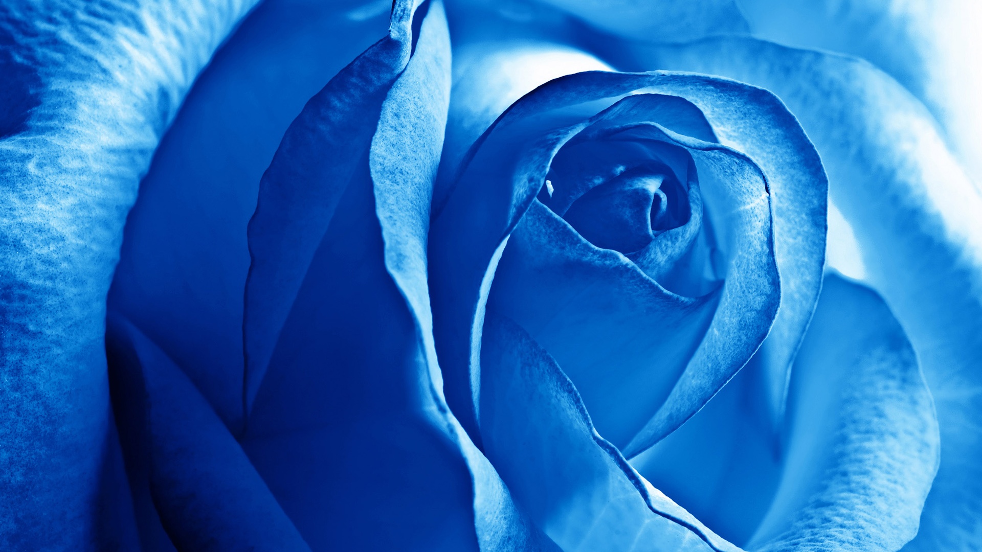 Rose (3).jpg
