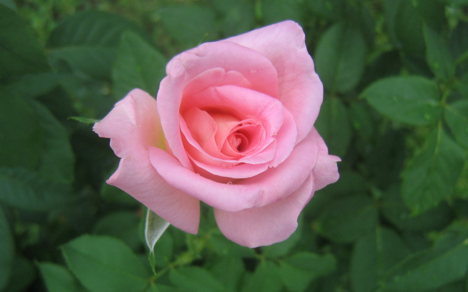 Rose (33).jpg