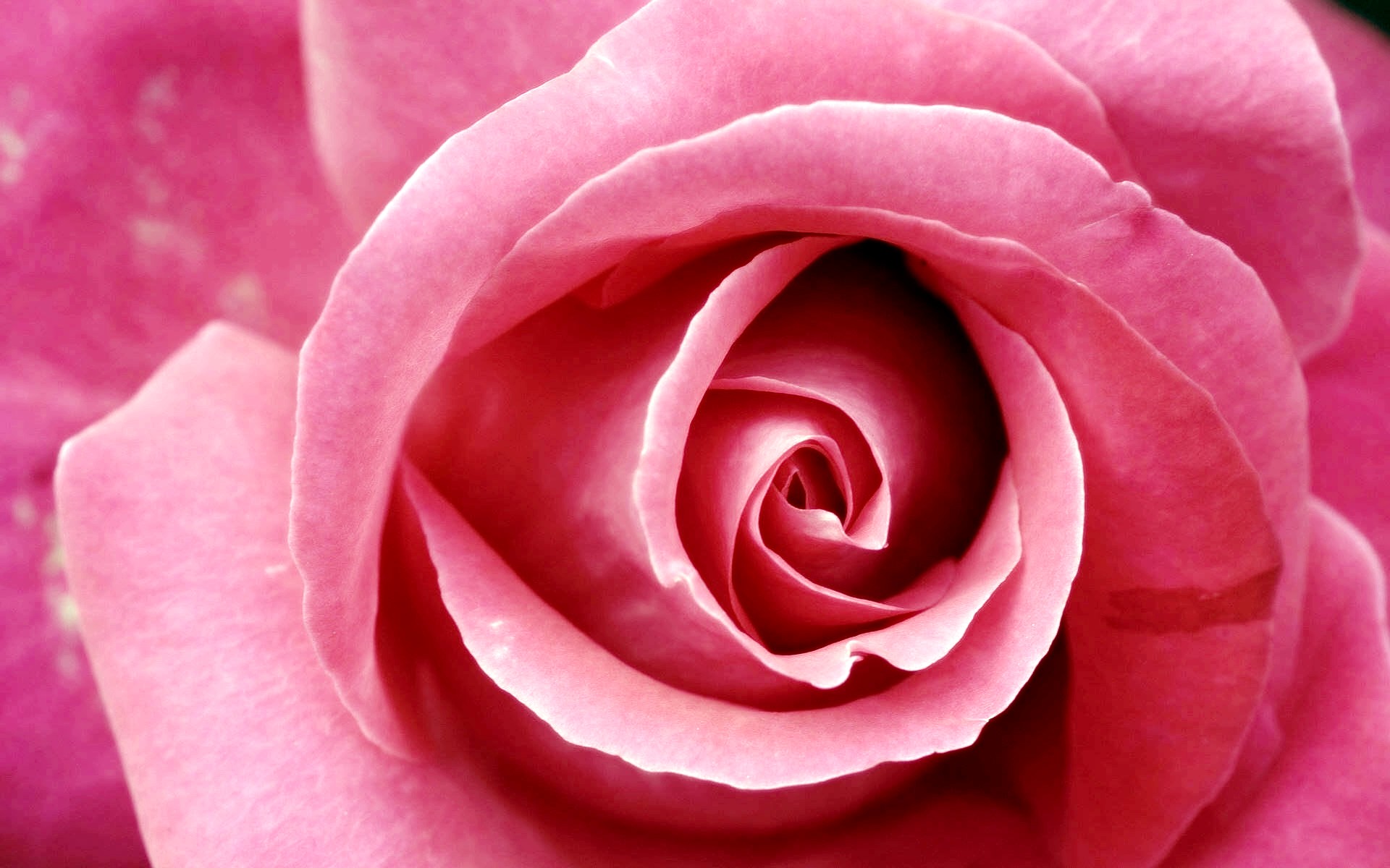 Rose (37).jpg