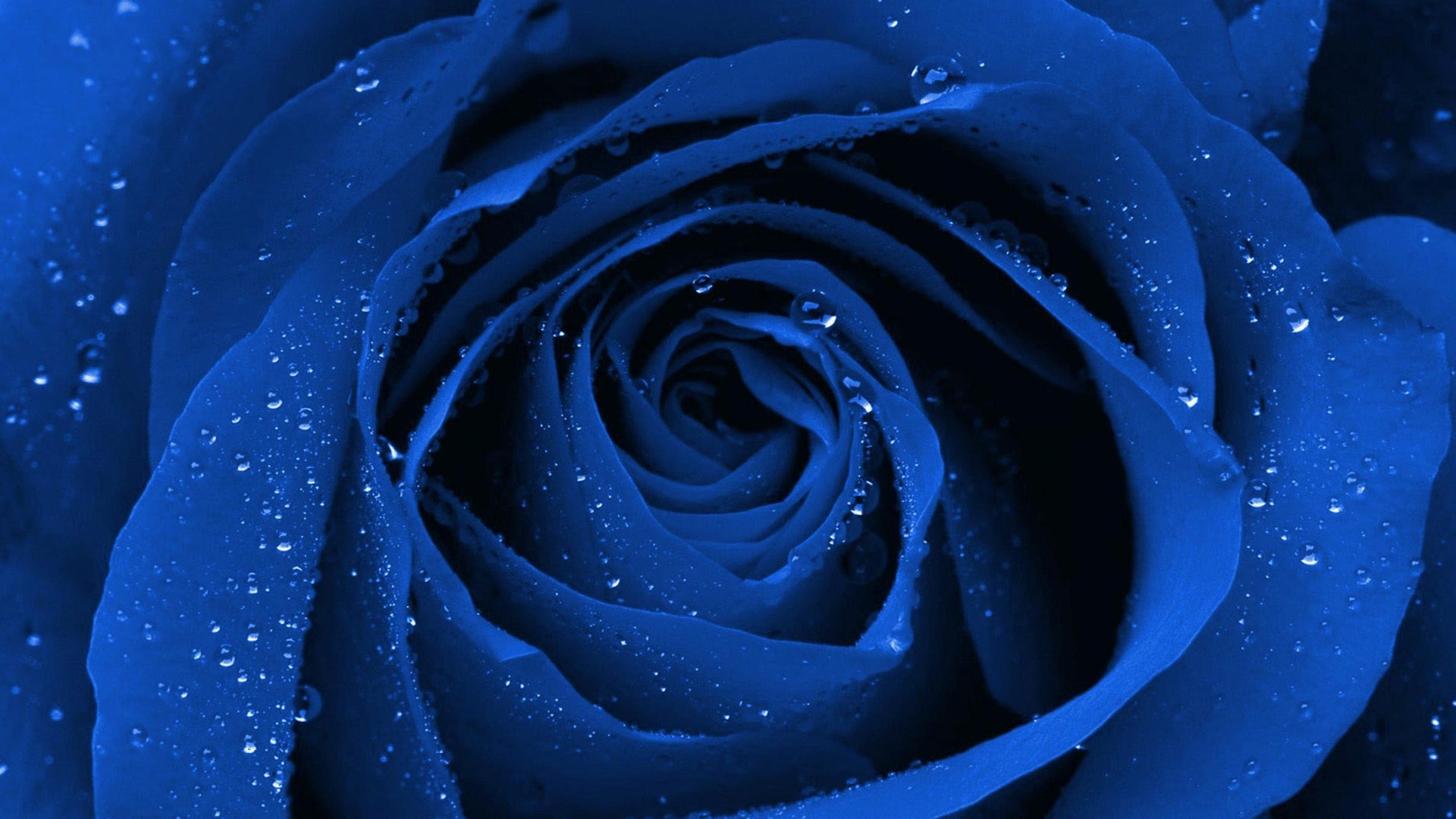 Rose (58).jpg