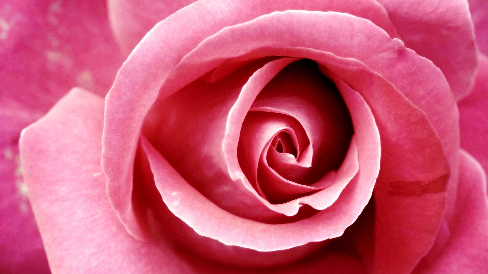Rose (65).jpg