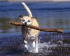 TheWindowsForum.com  -  1.jpg