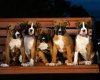TheWindowsForum.com  -  4.jpg