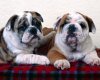 TheWindowsForum.com  -  10.jpg
