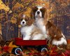 TheWindowsForum.com  -  13.jpg