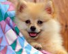 TheWindowsForum.com  -  22.jpg