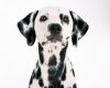 TheWindowsForum.com  -  25.jpg