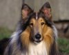TheWindowsForum.com  -  33.jpg