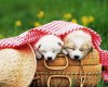 TheWindowsForum.com  -  37.jpg