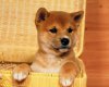 TheWindowsForum.com  -  39.jpg
