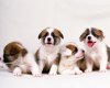 TheWindowsForum.com  -  42.JPG