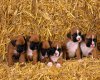 TheWindowsForum.com  -  43.jpg