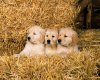 TheWindowsForum.com  -  44.jpg