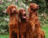 TheWindowsForum.com  -  47.jpg