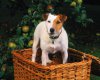 TheWindowsForum.com  -  52.jpg