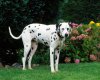 TheWindowsForum.com  -  55.jpg