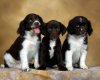 TheWindowsForum.com  -  62.jpg