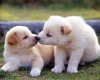 TheWindowsForum.com  -  67.JPG