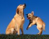 TheWindowsForum.com  -  68.jpg