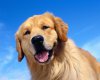 TheWindowsForum.com  -  72.jpg