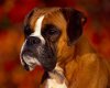TheWindowsForum.com  -  74.jpg