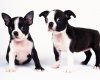 TheWindowsForum.com  -  79.JPG