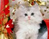 TheWindowsForum.com  -  86.jpg