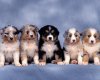 TheWindowsForum.com  -  92.jpg