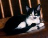 TheWindowsForum.com  -  93.jpg