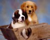 TheWindowsForum.com  -  97.jpg