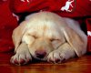 TheWindowsForum.com  -  98.jpg