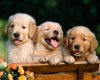 TheWindowsForum.com  -  99.jpg