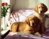 TheWindowsForum.com  -  100.jpg