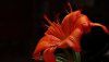 Nature Ultra HD 4K Wallpapers-TheWindowsForum.com1.jpg