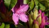 Nature Ultra HD 4K Wallpapers-TheWindowsForum.com9.jpg