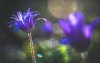 Ultra HD 4K Wallpapers-TheWindowsForum.com__062.jpg