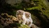 Ultra HD 4K Wallpapers-TheWindowsForum.com__075.jpg