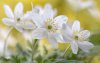 Ultra HD 4K Wallpapers-TheWindowsForum.com__025.jpg