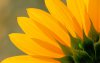 Ultra HD 4K Wallpapers-TheWindowsForum.com__038.jpg