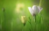Ultra HD 4K Wallpapers-TheWindowsForum.com__020.jpg