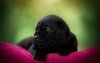 Ultra HD 4K Wallpapers-TheWindowsForum.com__030.jpg